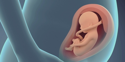 Placenta and Amnion